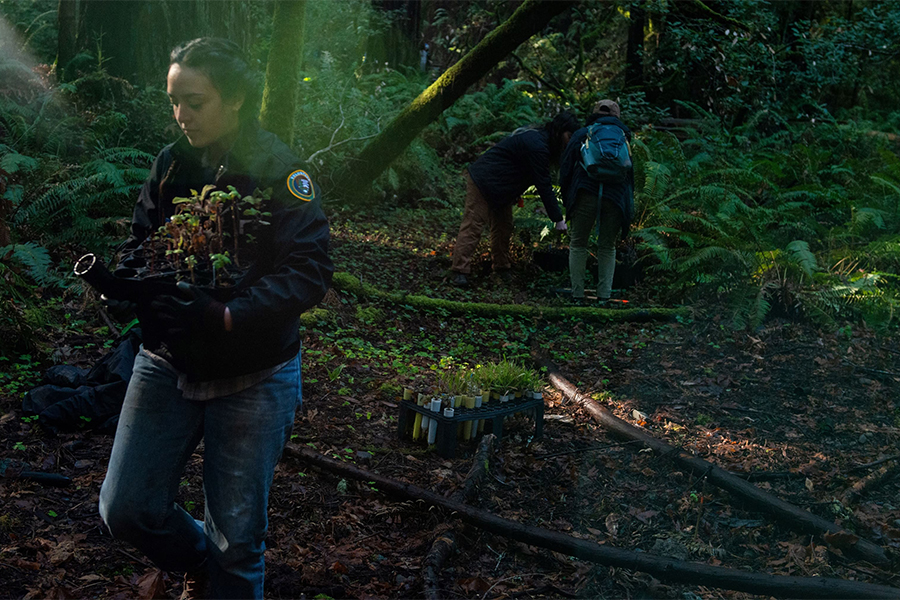 Volunteers plant seedlings in a forest as part of an environmental conservation service project.